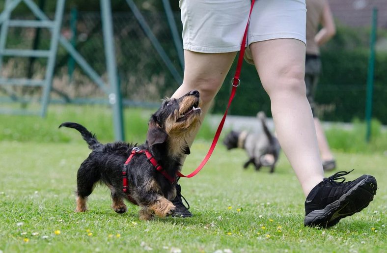 02-spiritdog-training-review..png